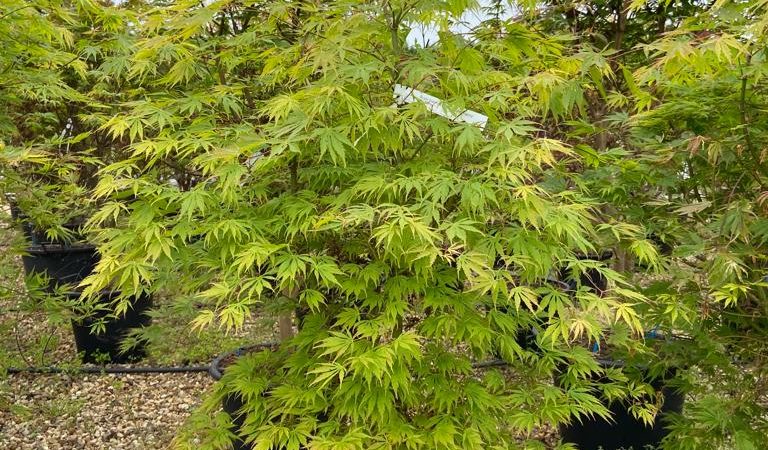 Acer palmatum ‘Omure Yama’