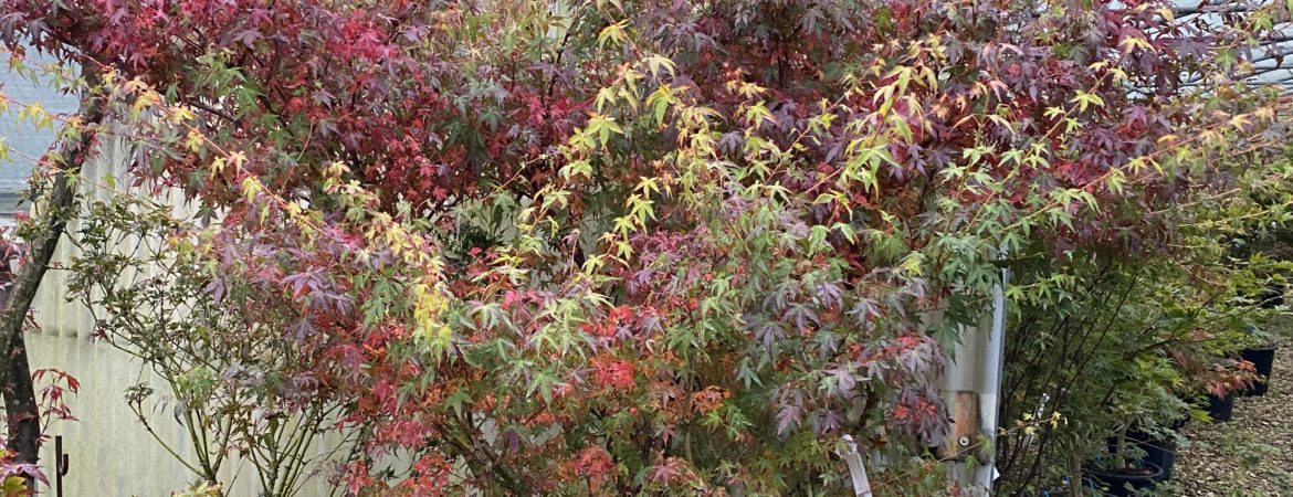 Acer palmatum ‘Sode Nishiki’