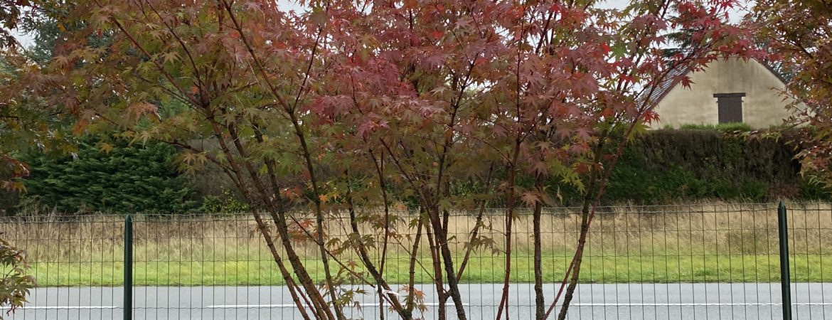 Acer palmatum ‘Arakawa’