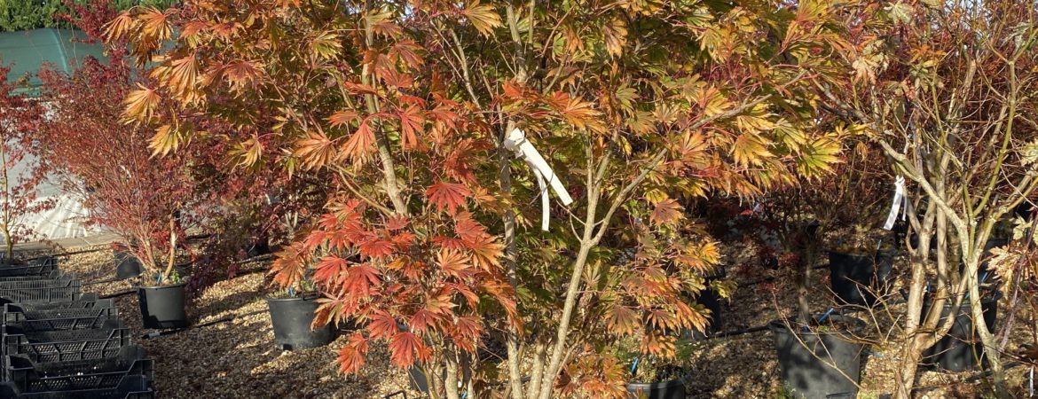 Acer japonicum ‘Revolutum’