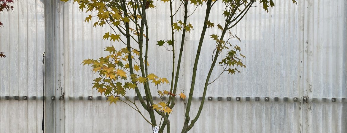 Acer palmatum ‘Hogyoku’