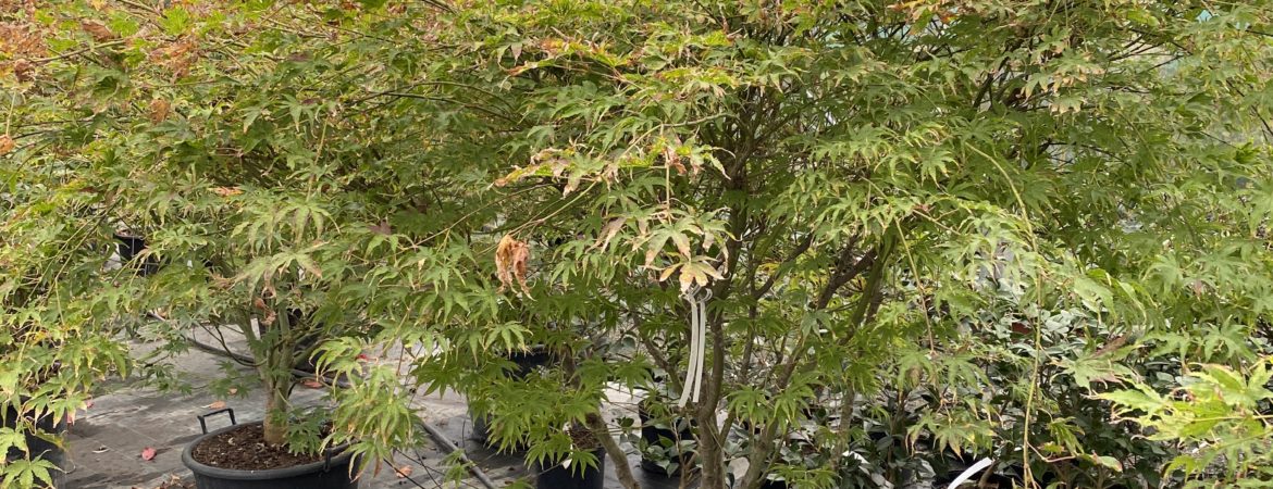 Acer palmatum ‘Peaches and Cream’