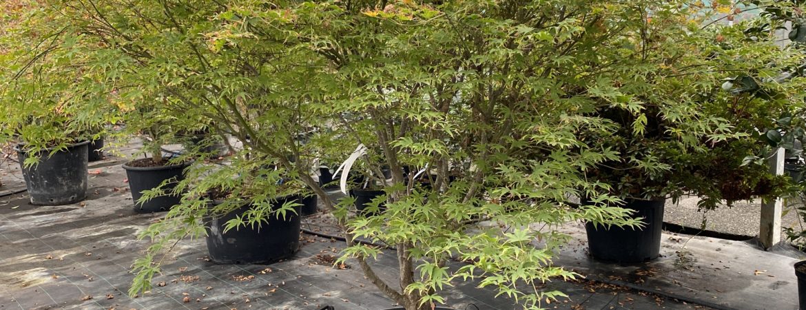 Acer palmatum ‘Peaches and Cream’