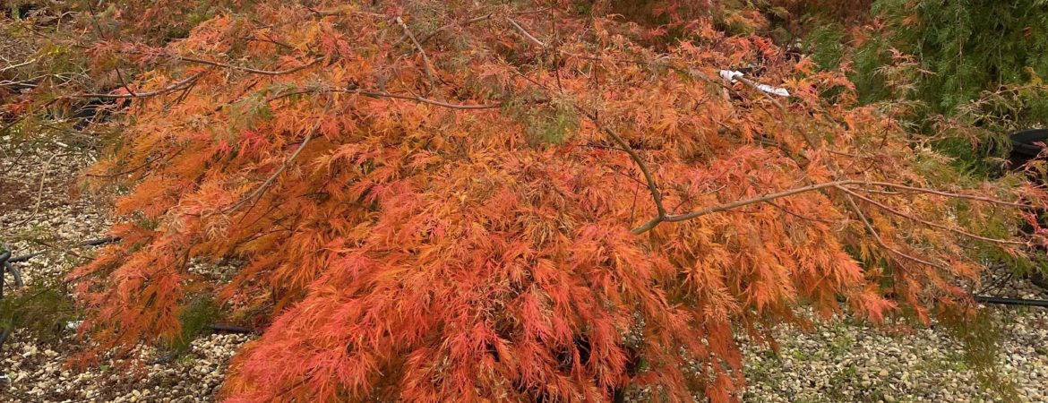 Acer palmatum dissectum ‘Viridis’