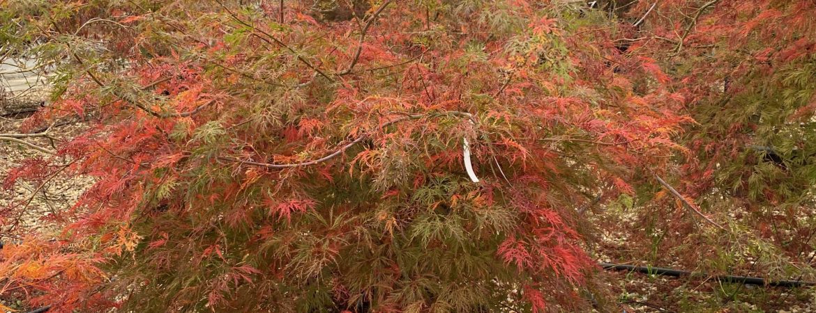 Acer palmatum dissectum ‘Viridis’