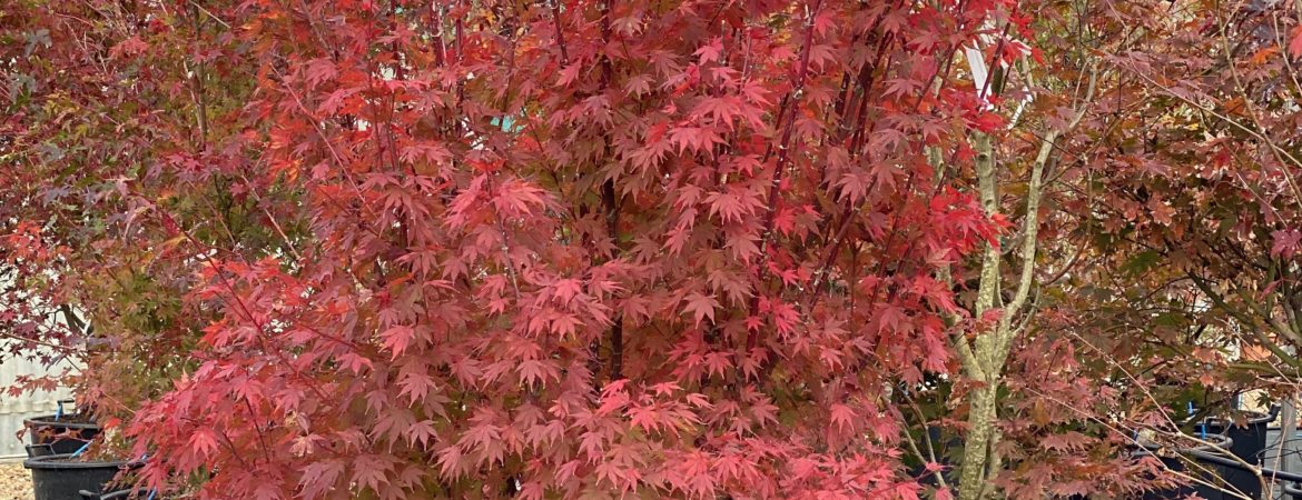 Acer palmatum ‘Lime Light’