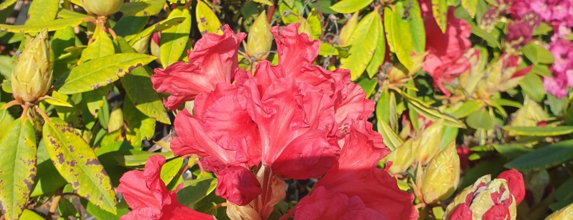 Rhododendron x ‘Vulcan’s Flame’