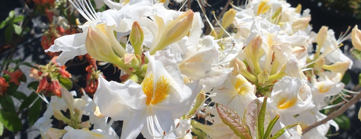 Azalea mollis ‘Schneegold’