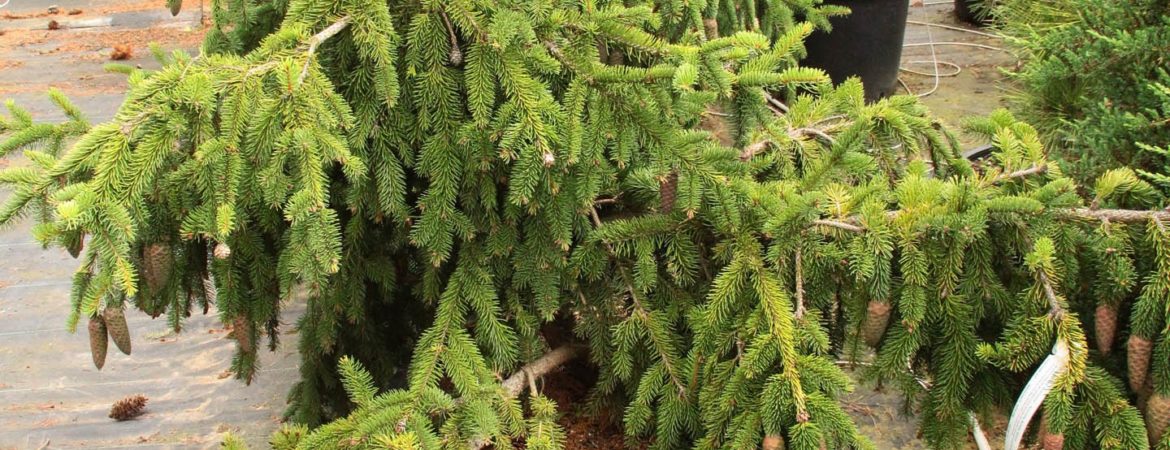 Picea abies ‘Acrocona’