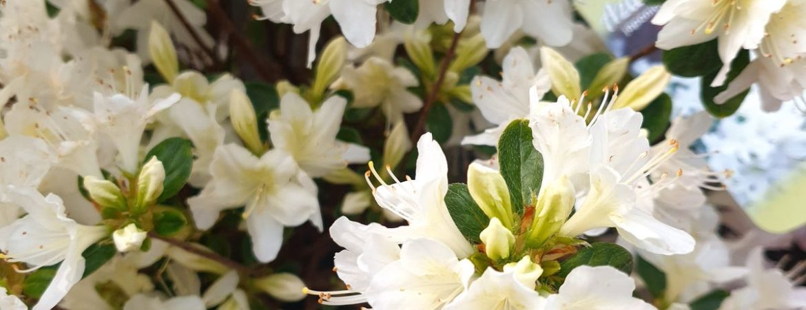 Azalea japonica ‘Alba’