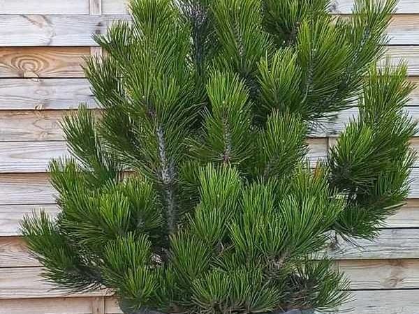 Pinus leucodermis ‘Little Dracula’