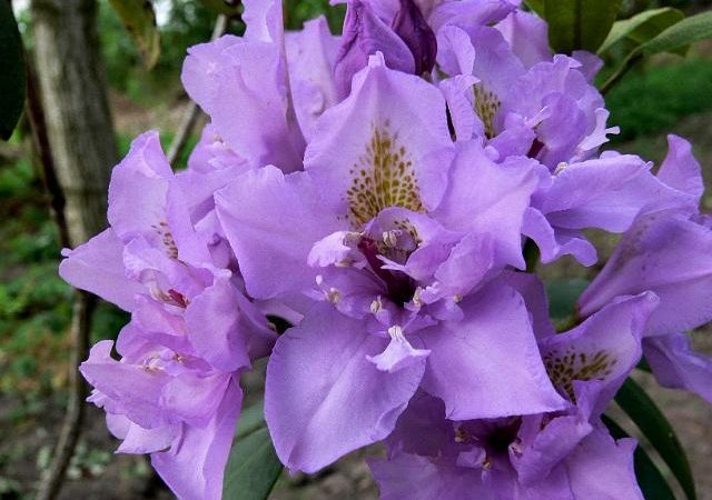 Rhododendron x ‘Fastuosum Flore Pleno’