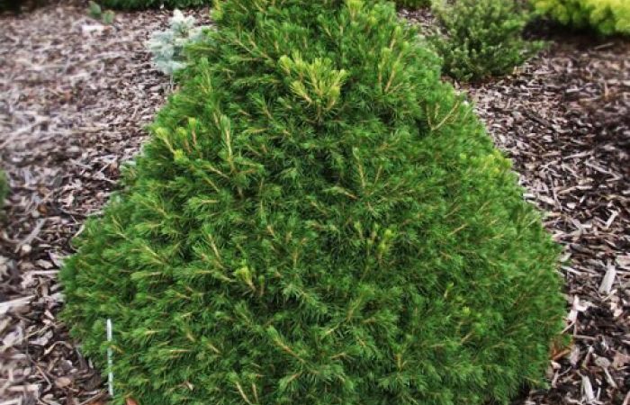 Picea abies ‘Tompa’