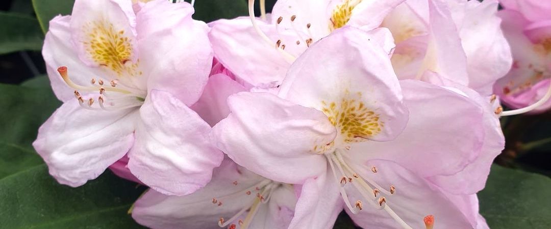 Rhododendron x ‘Gomer Waterer’