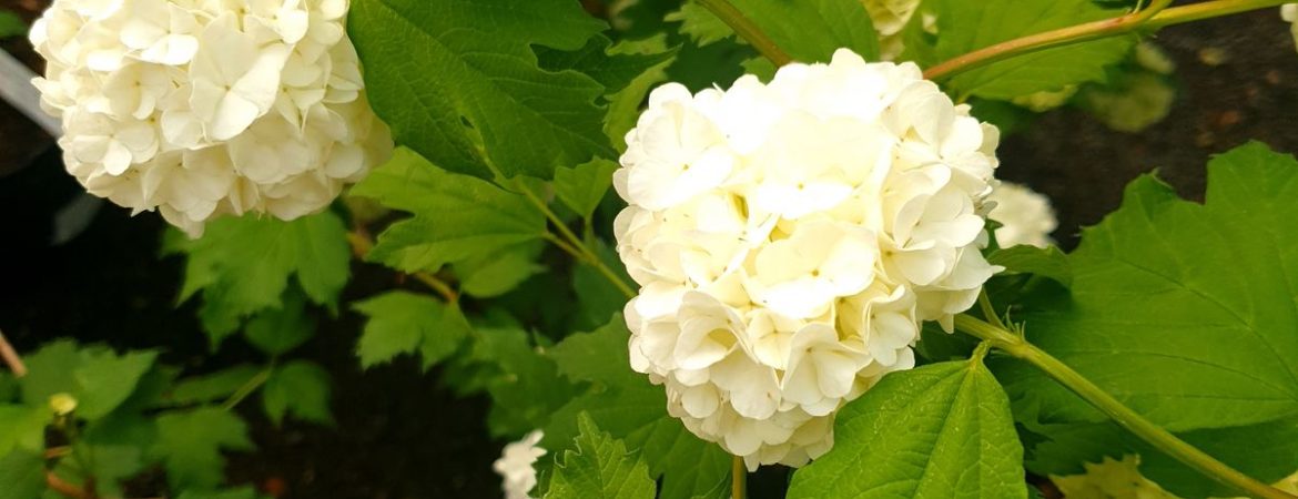 Viburnum opulus