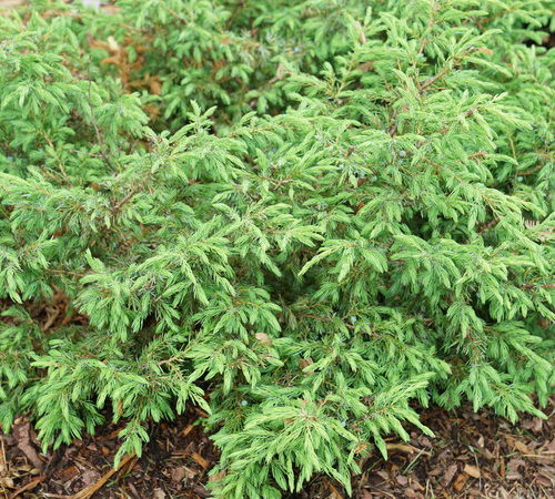 Juniperus communis