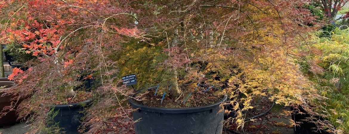 Acer palmatum dissectum ‘Emerald Lace’