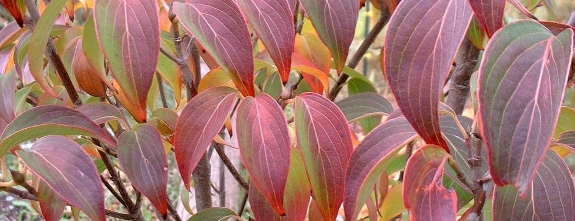 Cornus kousa ‘Autumn Rose’