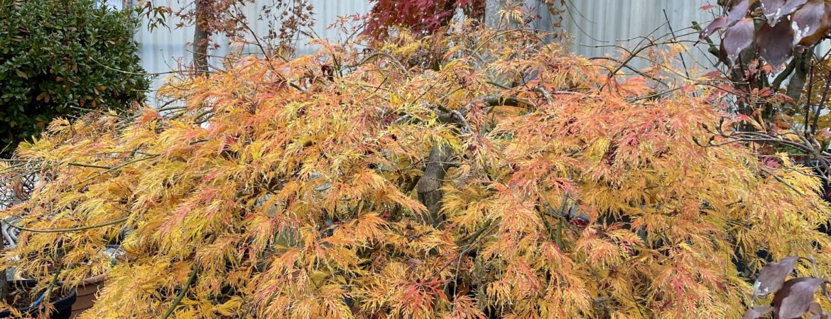 Acer palmatum dissectum ‘Viridis’