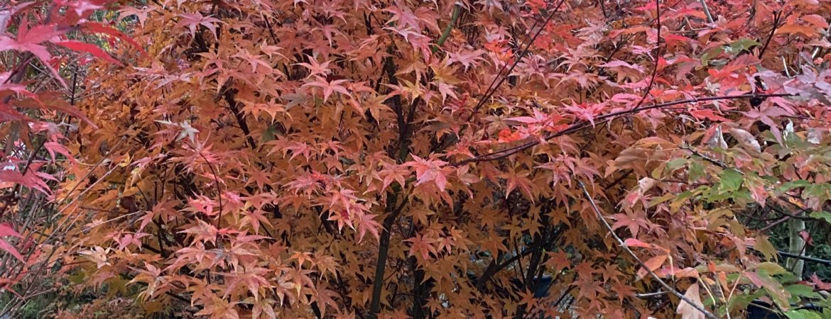 Acer palmatum ‘Seigen’