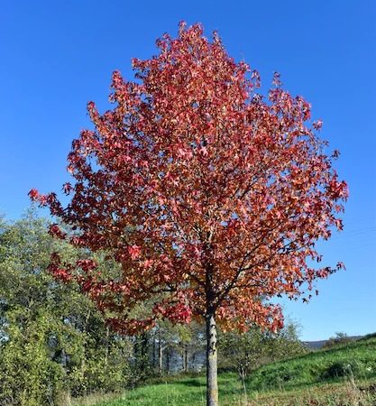 Liquidambar styraciflua