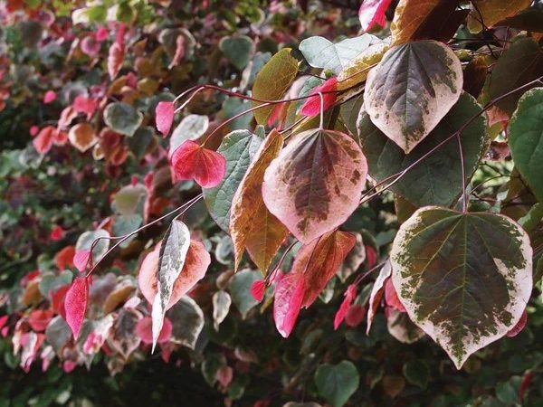 Cercis canadensis ‘Carolina Sweetheart’