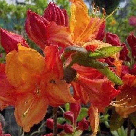 Azalea mollis ‘Knaphill Orange’