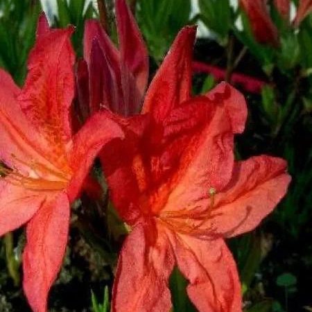 Azalea mollis ‘Knaphill Rouge’