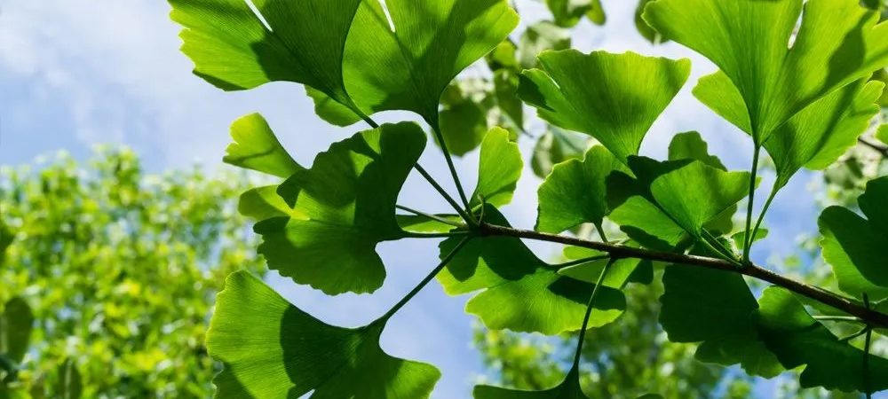 Ginkgo biloba