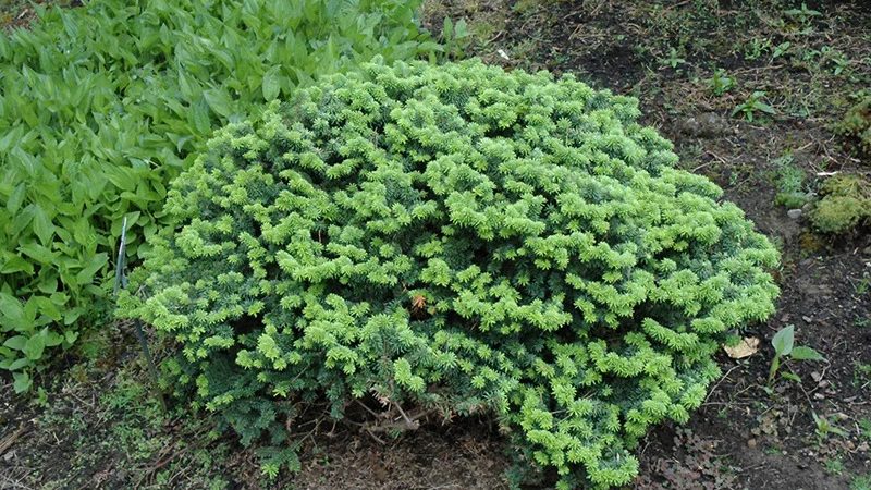 Abies balsamea ‘Nana’