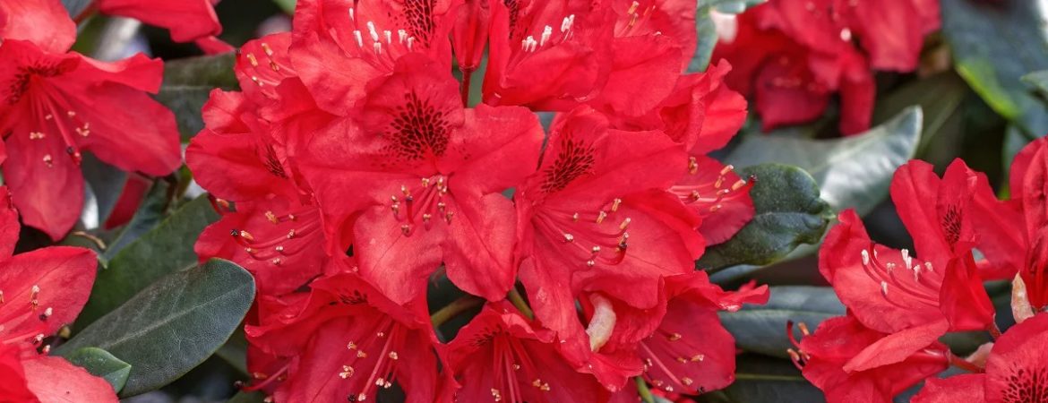 Rhododendron x ‘Karl Naue’