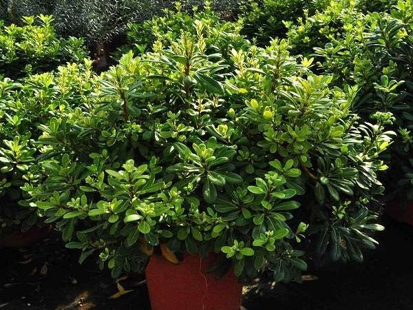 Pittosporum tobira ‘Nana’