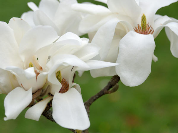 Magnolia dianica ‘Summer Snowflake’