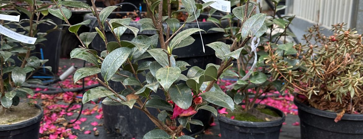 Camellia sasanqua ‘Kanjiro’