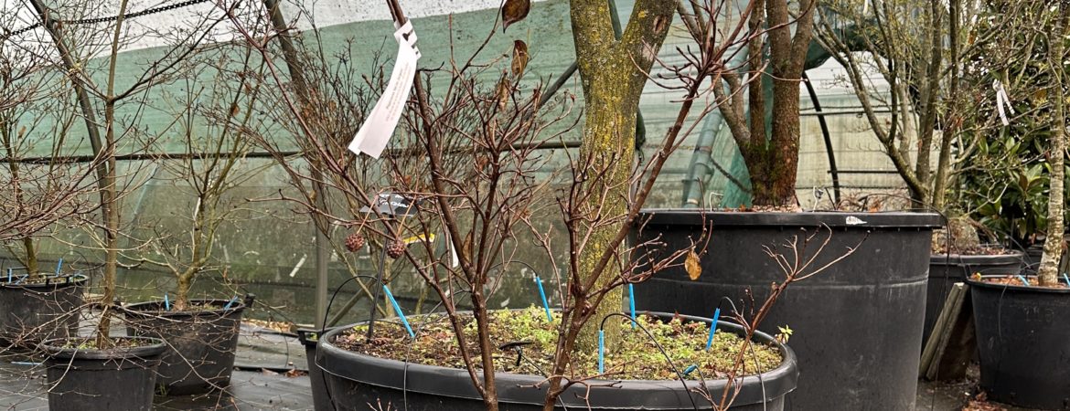 Cornus kousa var. chinensis ‘China Girl’