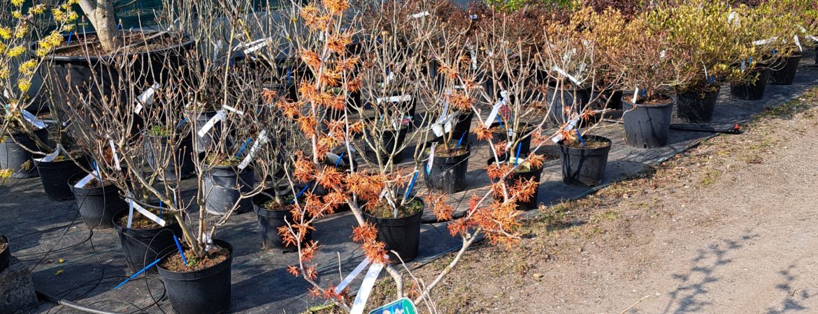 Hamamelis intermedia ‘Aphrodite’