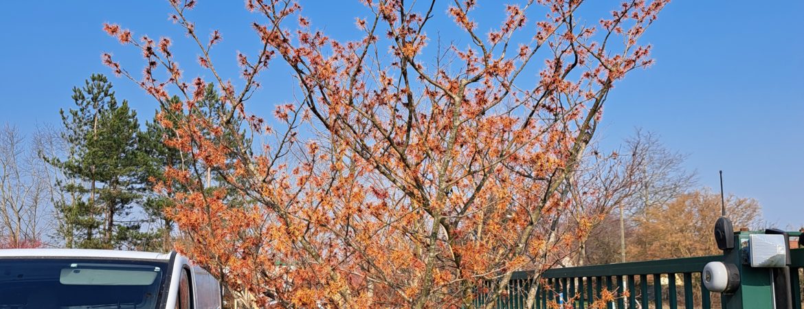 Hamamelis intermedia ‘Orange Beauty’