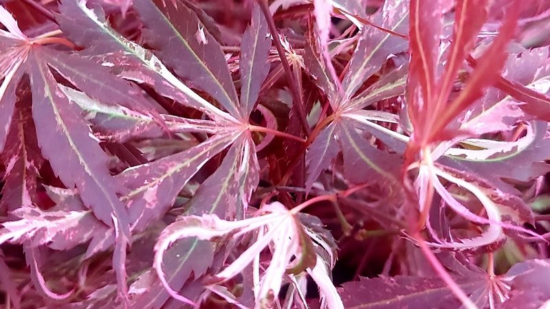 Acer palmatum ‘Extravaganza’