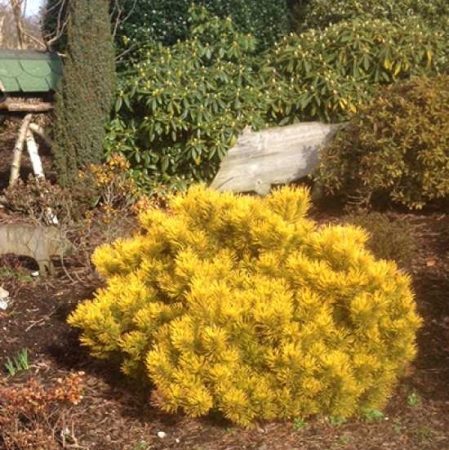 Pinus mugo ‘Carsten’s Wintergold’