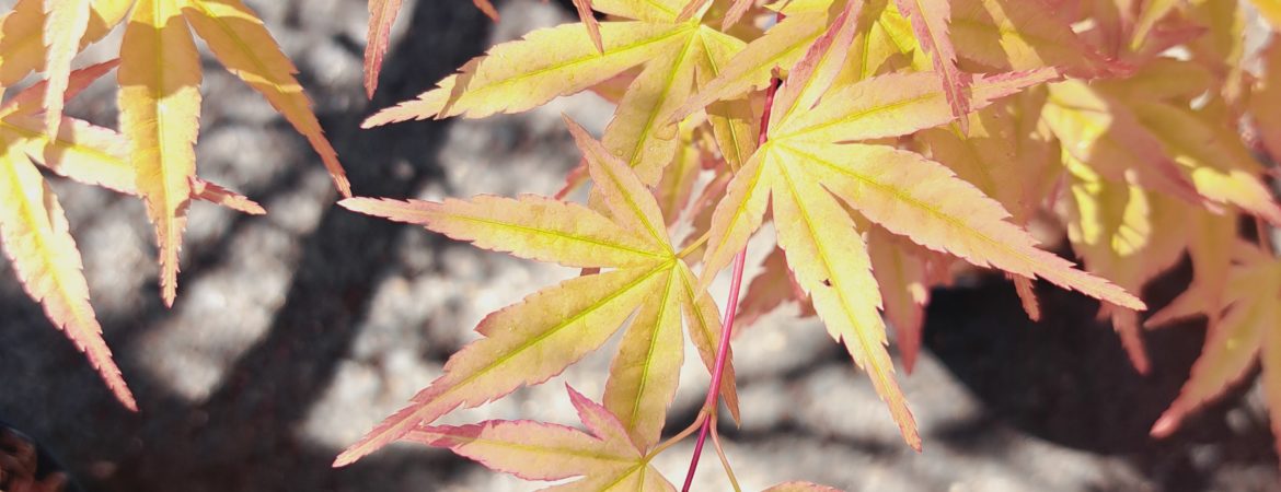 Acer palmatum ‘Beni Tsuru’