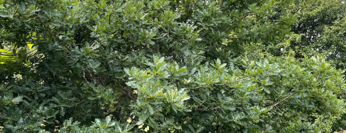 Quercus robur ‘Compacta’