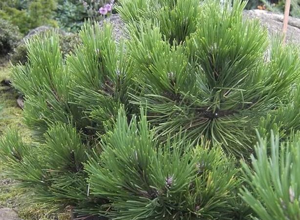 Pinus nigra ‘Nana’