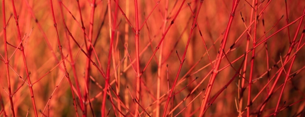 Cornus sanguinea ‘Anny’s Winter Orange’