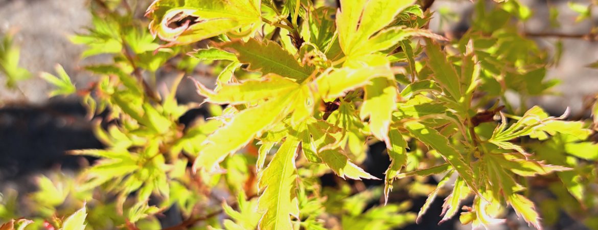 Acer palmatum ‘Metamorphosa’