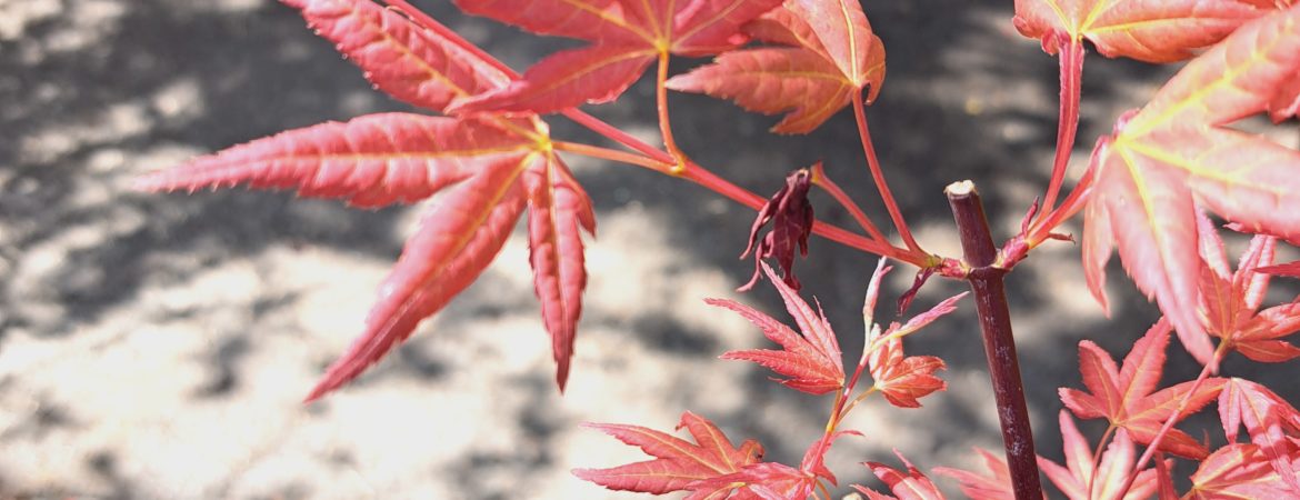 Acer palmatum ‘Naniwa Beni’