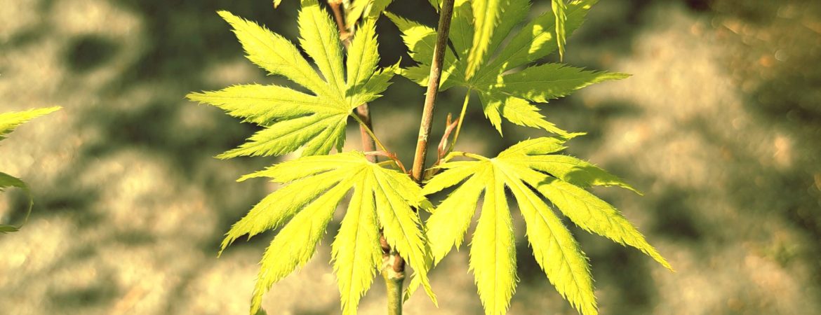 Acer palmatum ‘O Izu’