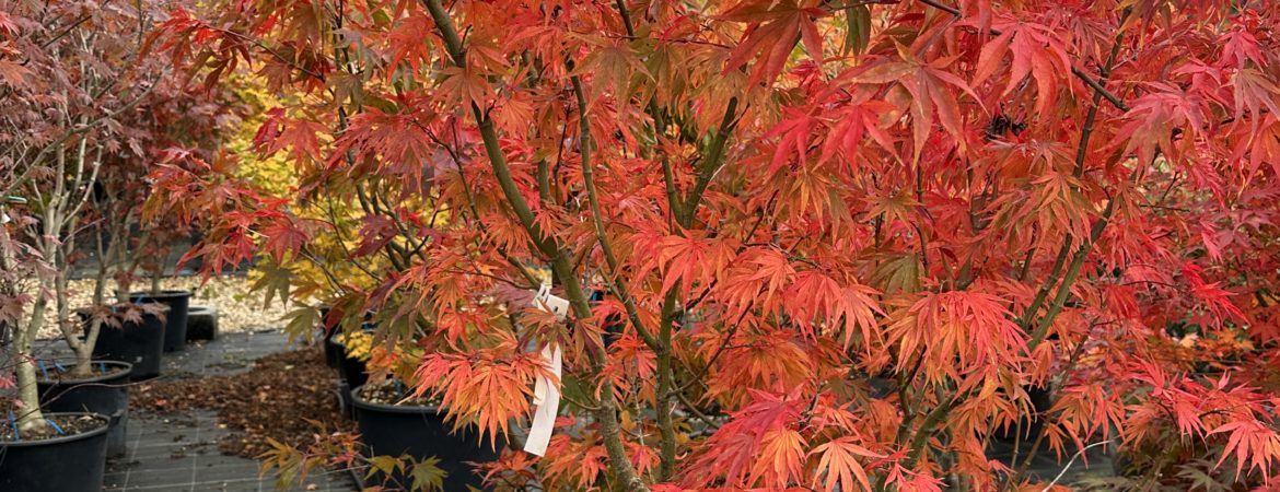 Acer palmatum ‘Lutescens’