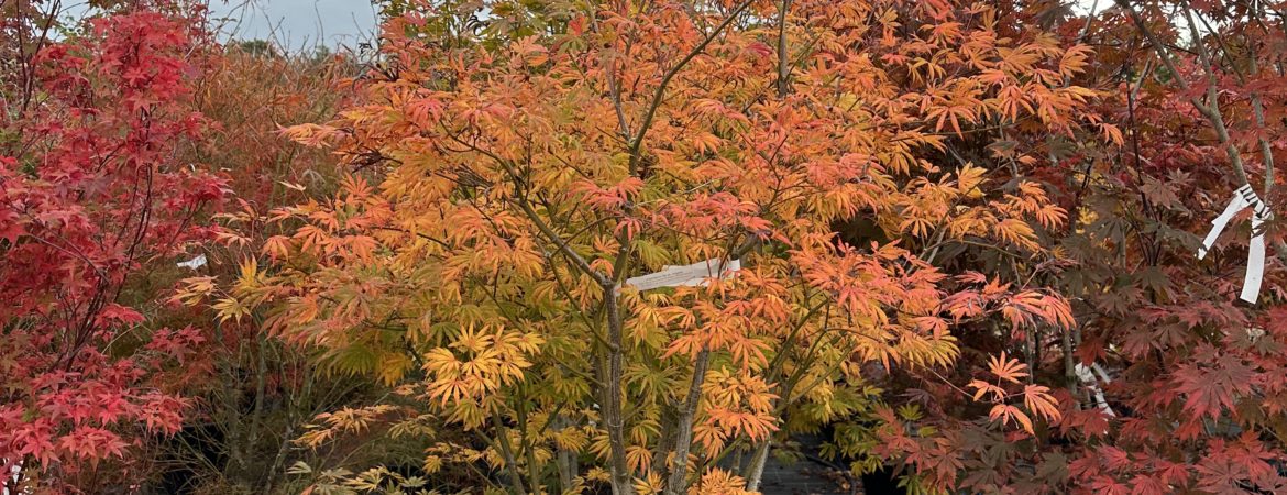 Acer japonicum ‘Revolutum’