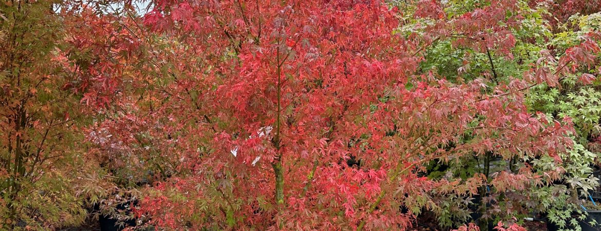 Acer palmatum ‘Hoshi Kuzu’