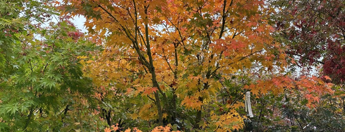 Acer palmatum ‘Hogyoku’